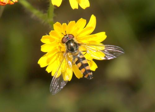 Meliscaeva auricollis